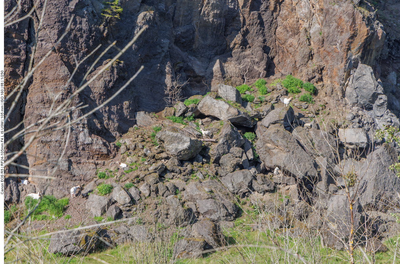 Ziegen klettern in der Felswand umher 