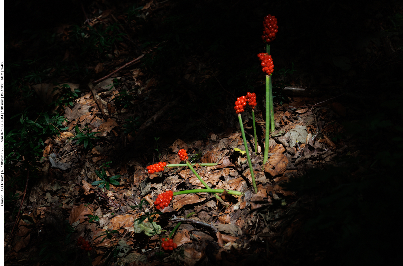 Aronstab [Aurum], durch ein Loch im Laub von der Sonne beschienen 
