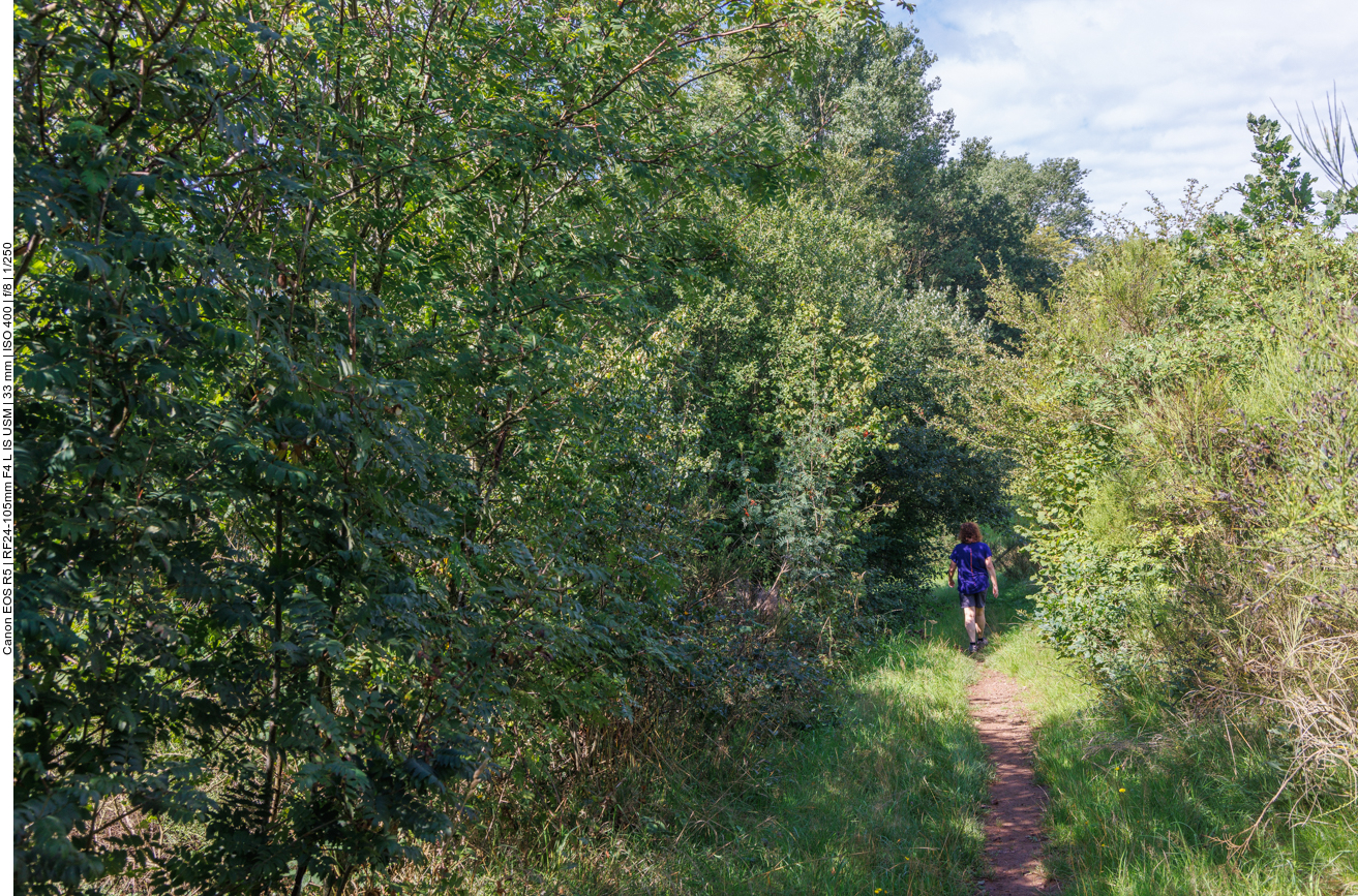 Endlich ein schöner schmaler Waldweg ;-) 