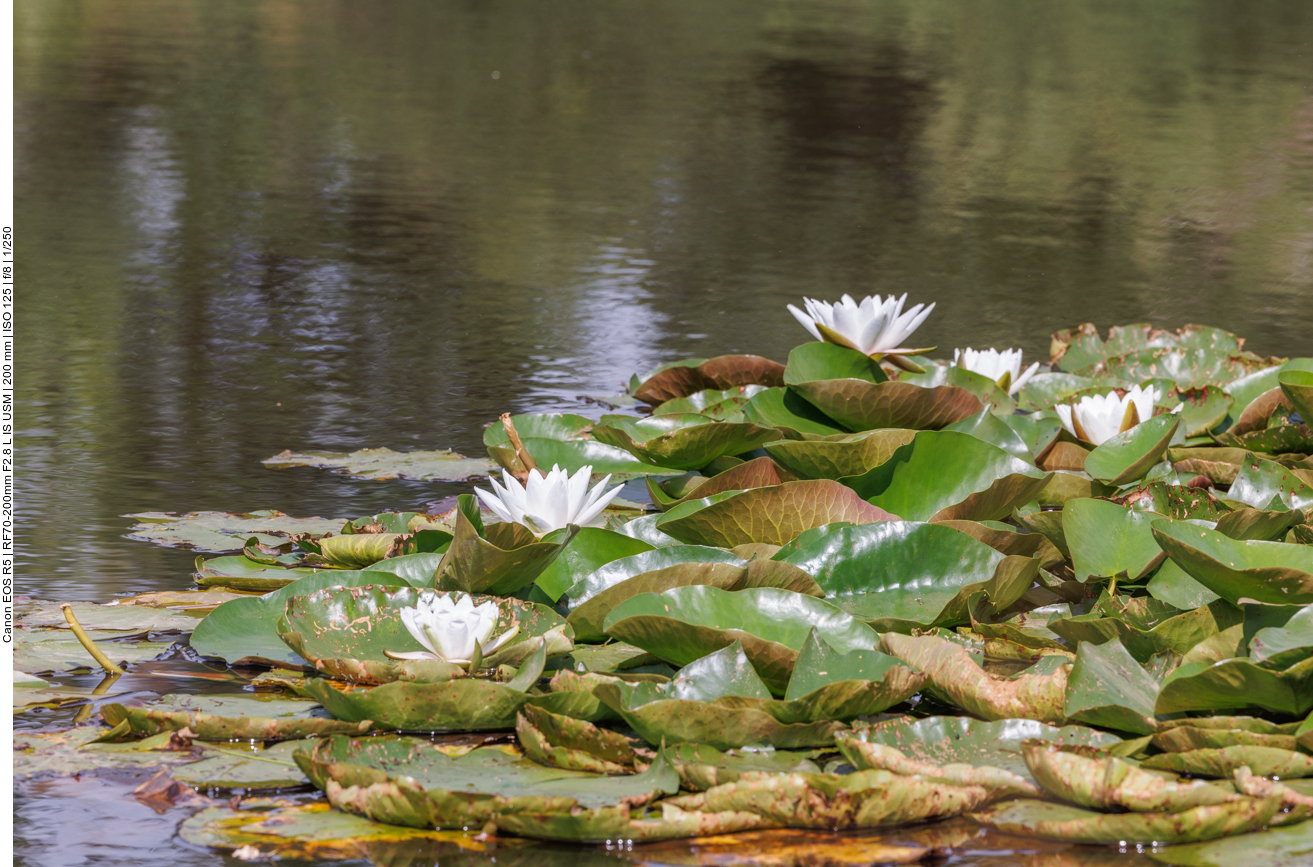 Weiße Seerose [Nymphaea alba]