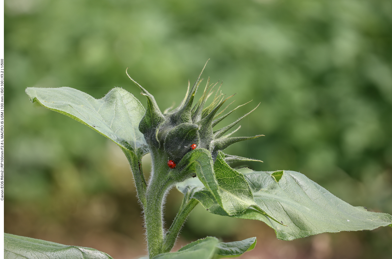Siebenpunkt Marienkäfer auf ungeöffneter Sonnenblume 