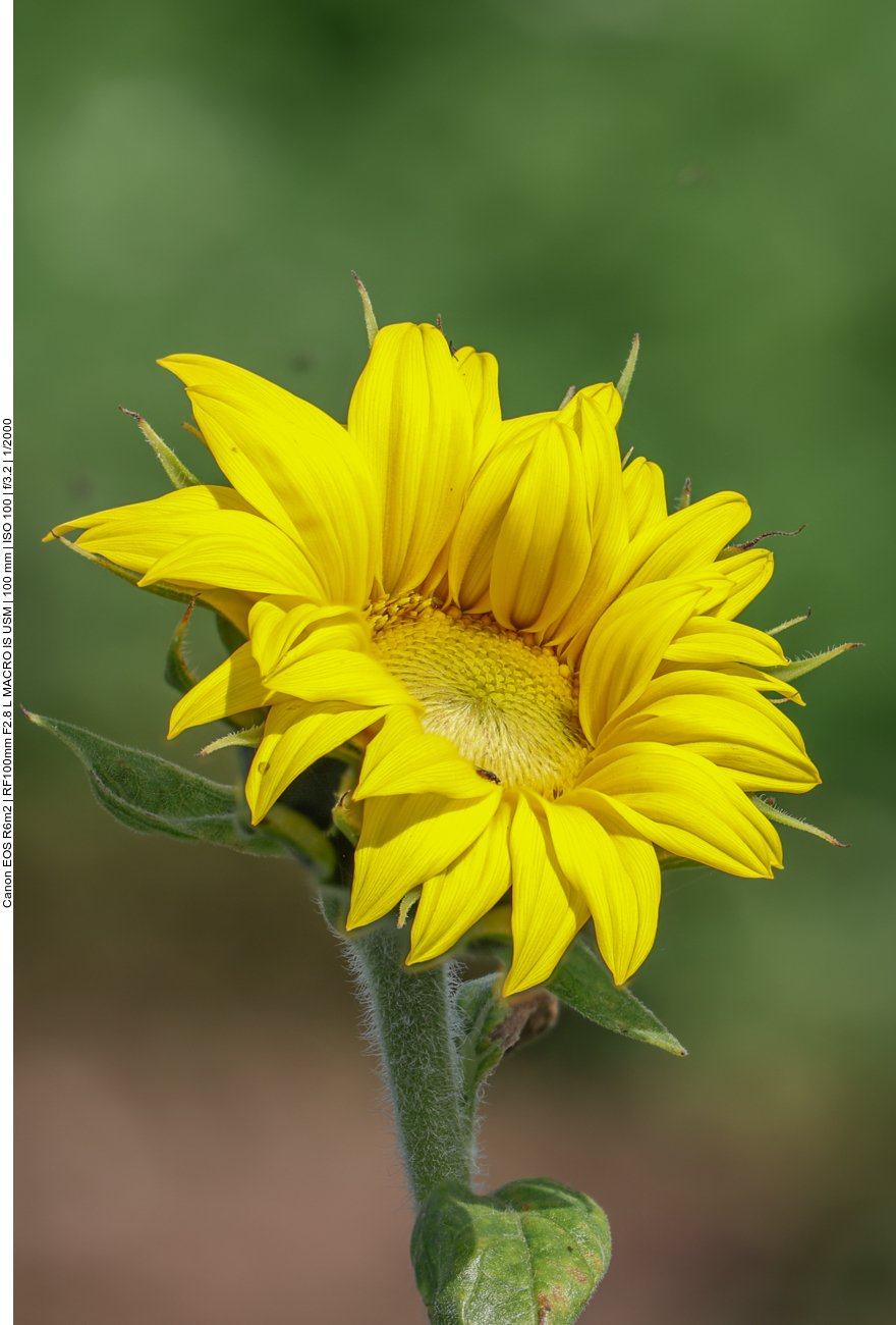 Geöffnete Sonnenblume 