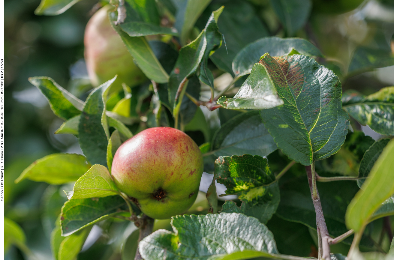 Die Äpfel sind schon bald reif 