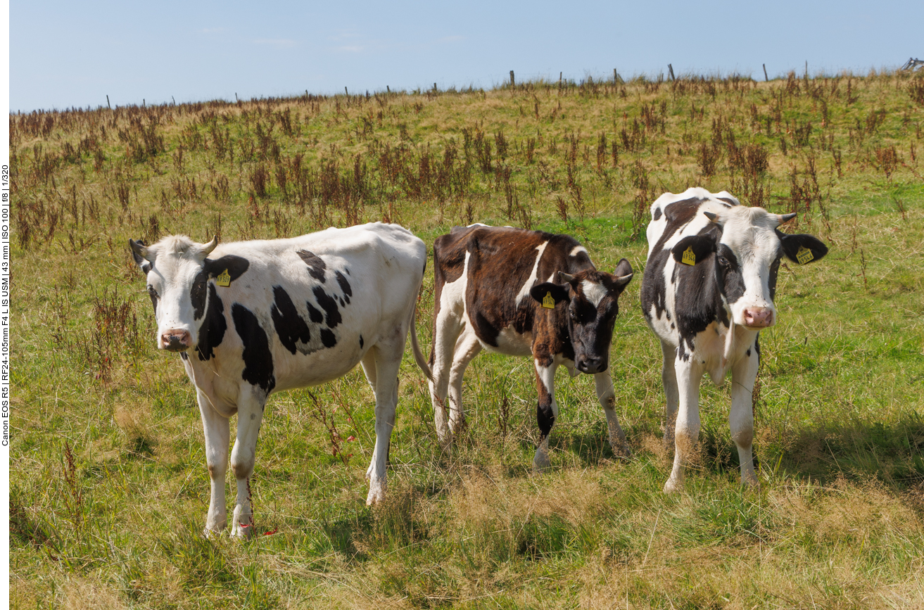 Junge Rinder auf der Weide 