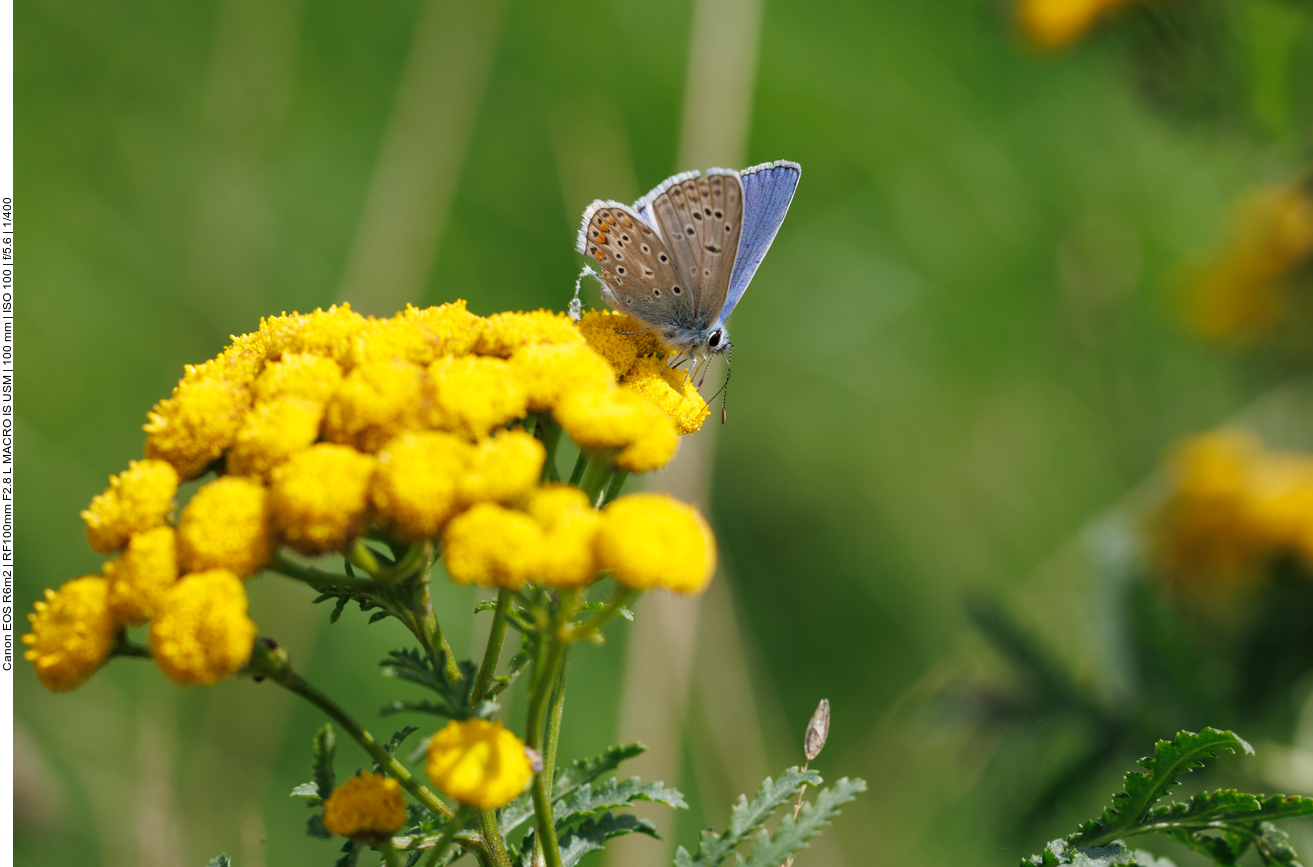 Dunkler Wiesenknopf [Phengaris nausithous ]