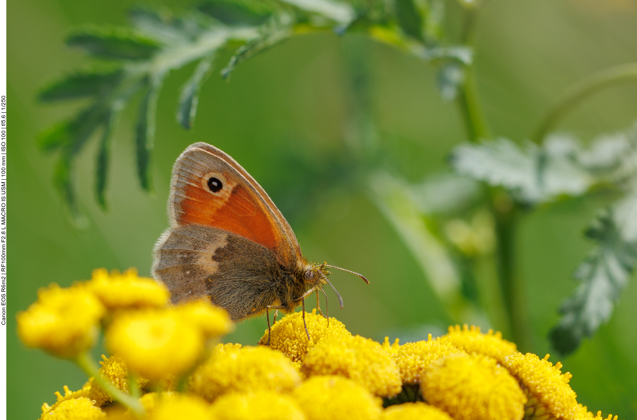 Kleines Wiesenvögelchen [Coenonympha pamphilus] 