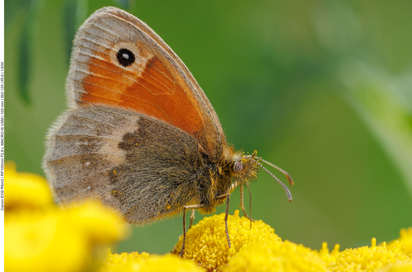 Kleines Wiesenvögelchen [Coenonympha pamphilus] 