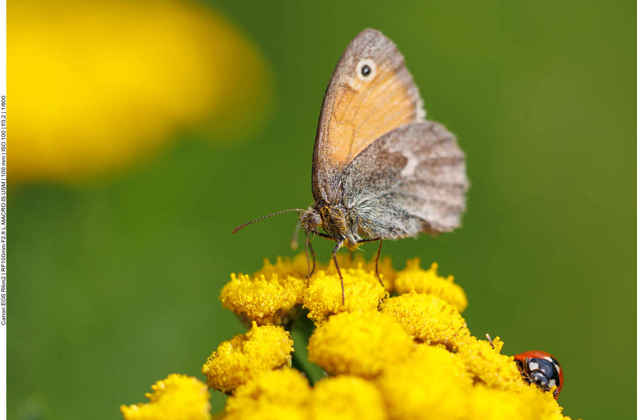 Kleines Wiesenvögelchen [Coenonympha pamphilus] 