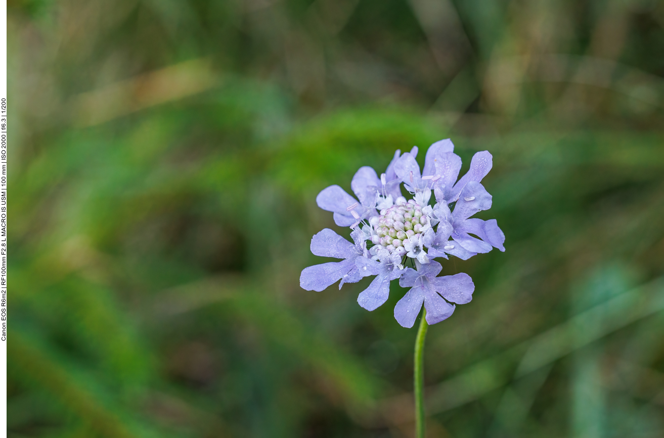 Graue Skabiose [Scabiosa canescens] 