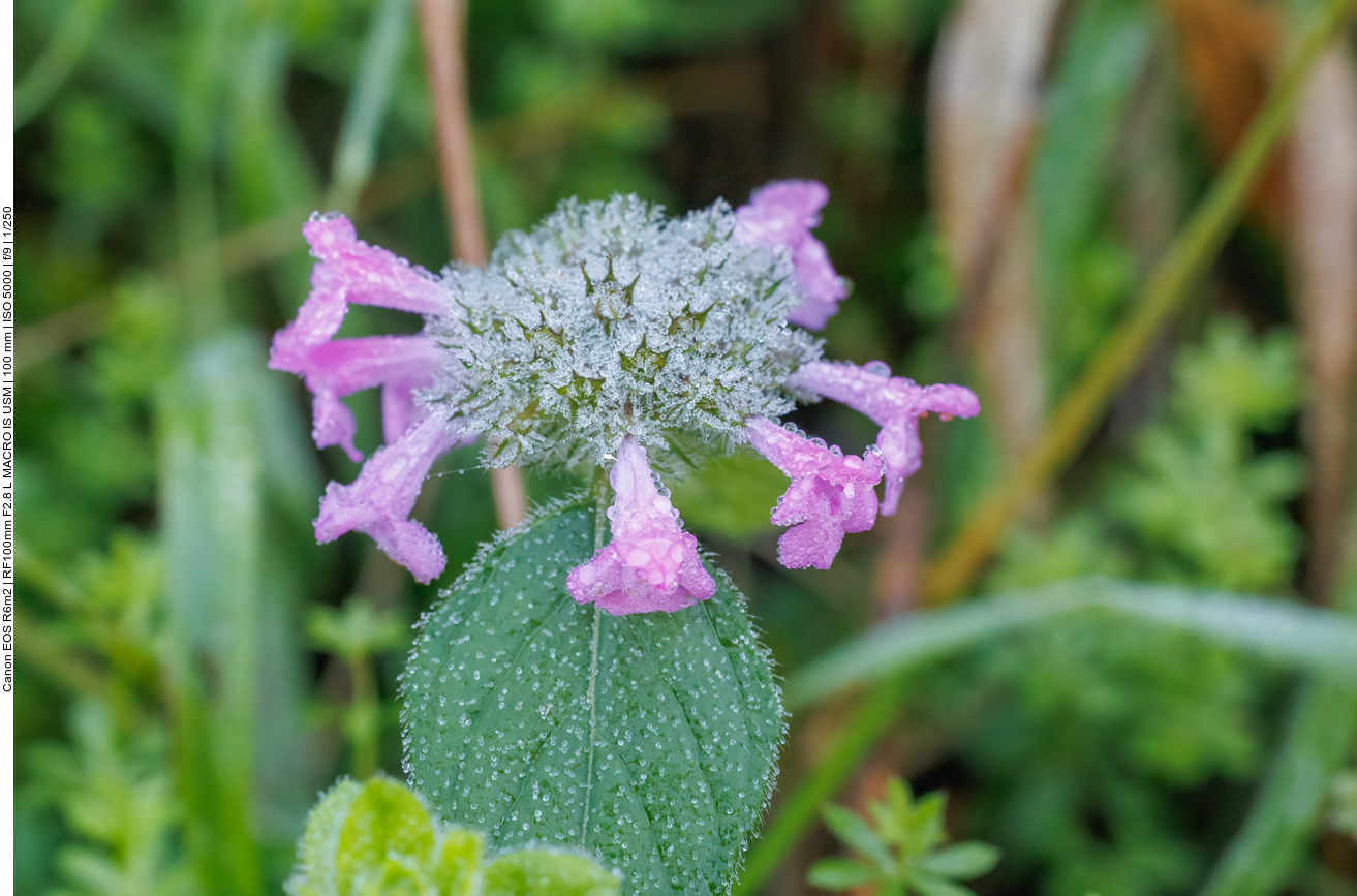 Gewöhnlicher Wirbeldost [Clinopodium vulgare] 
