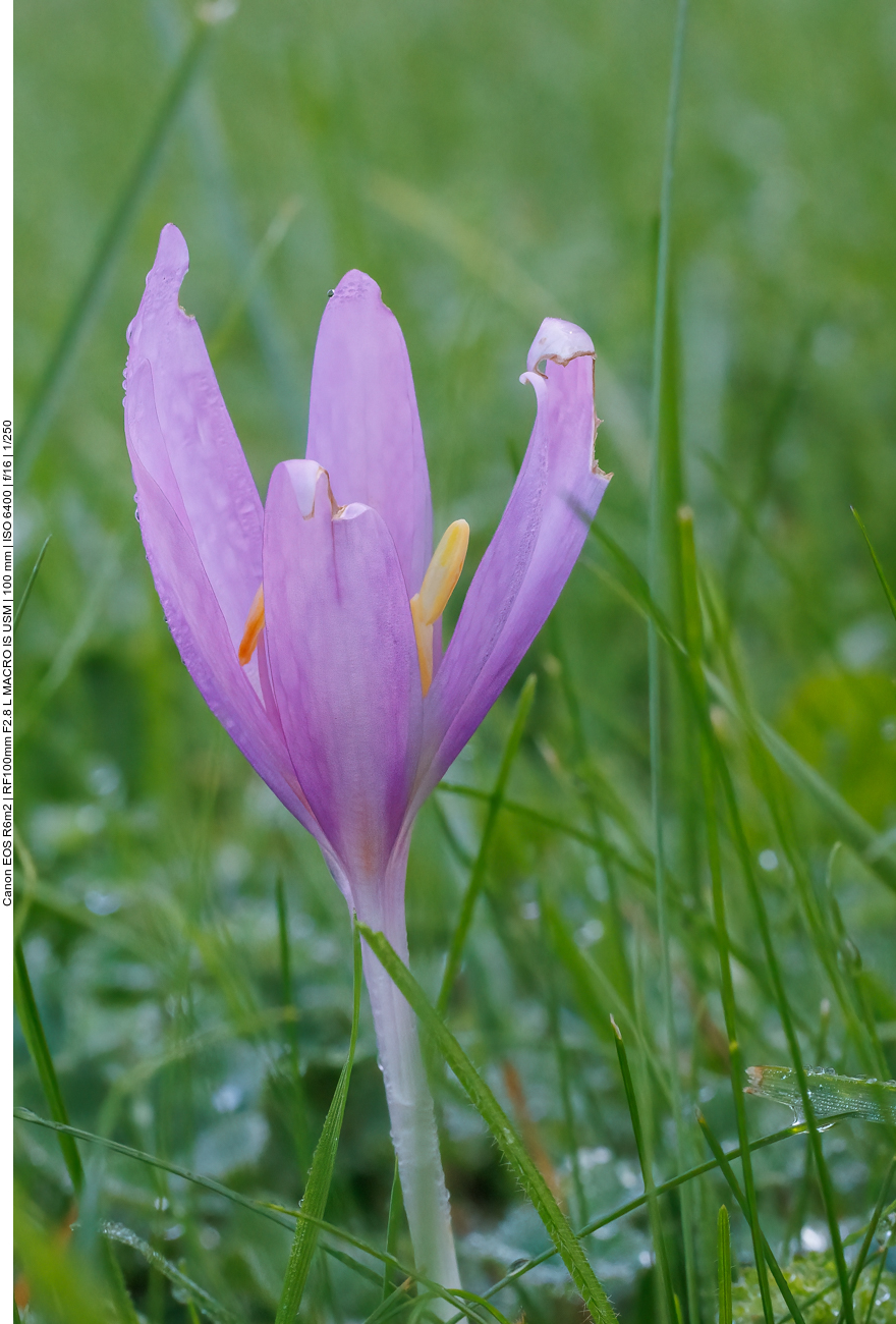 Herbstzeitlose [Colchicum autumnale]