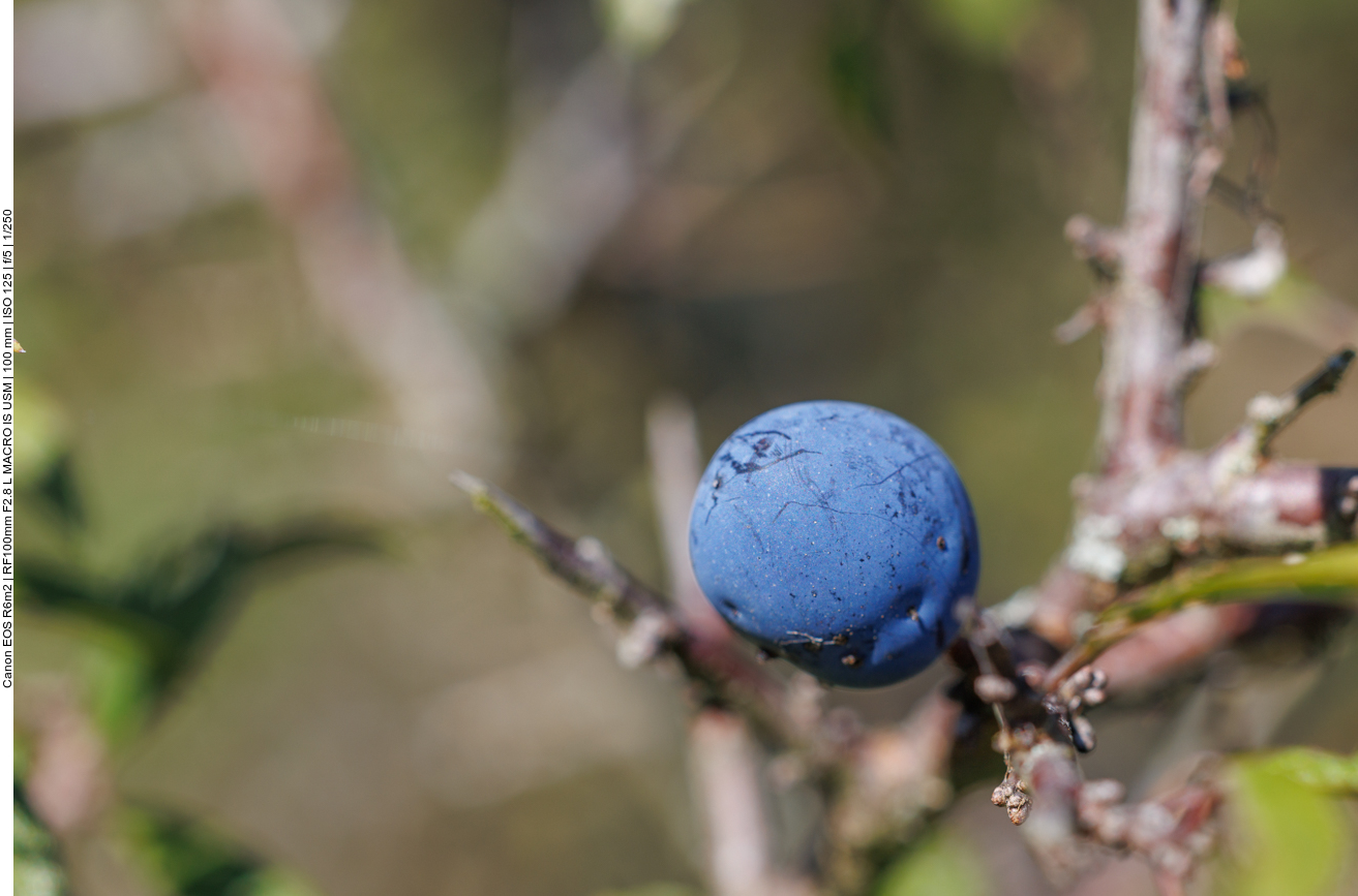 Haferschlehe [Prunus fruticans] 