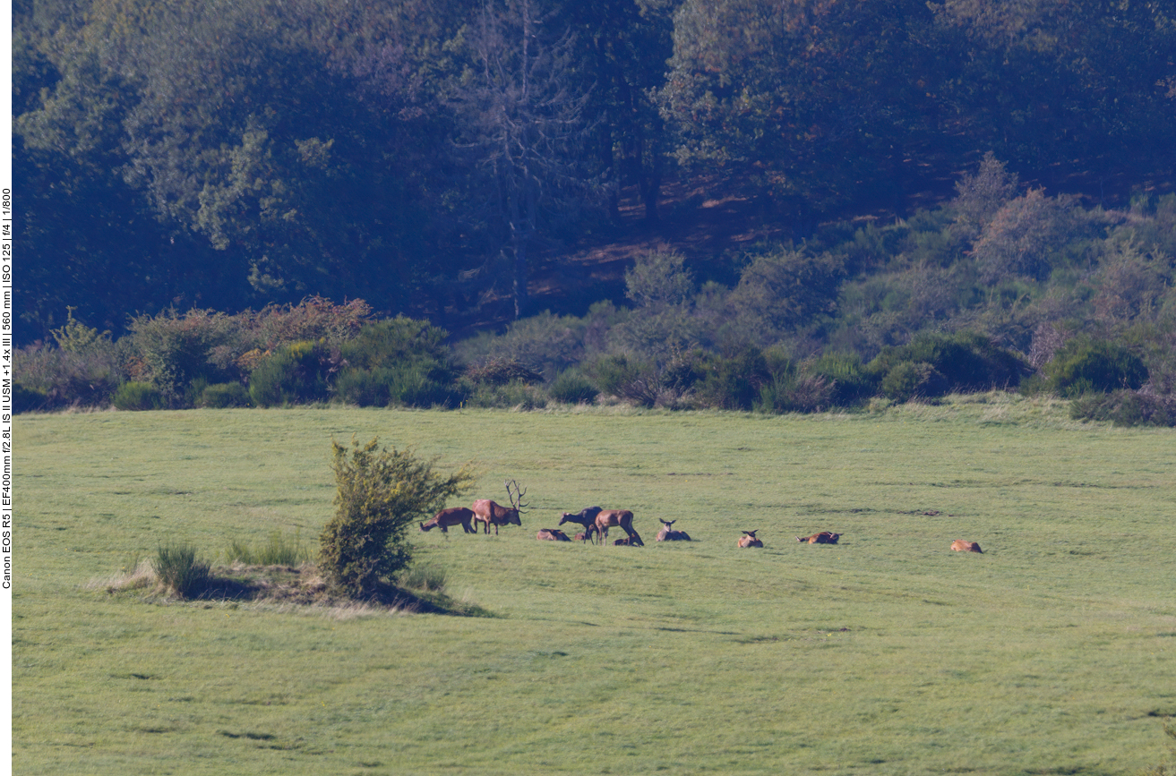 Ortswechsel, Hirschbrunft bei Dreiborn 