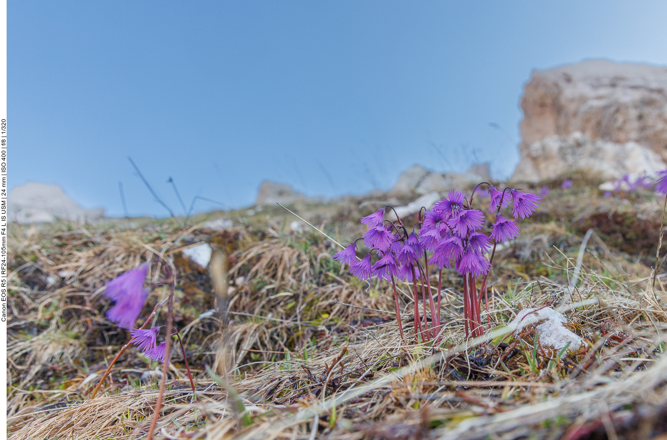Echtes Alpenglöckchen [Soldanella alpina] 