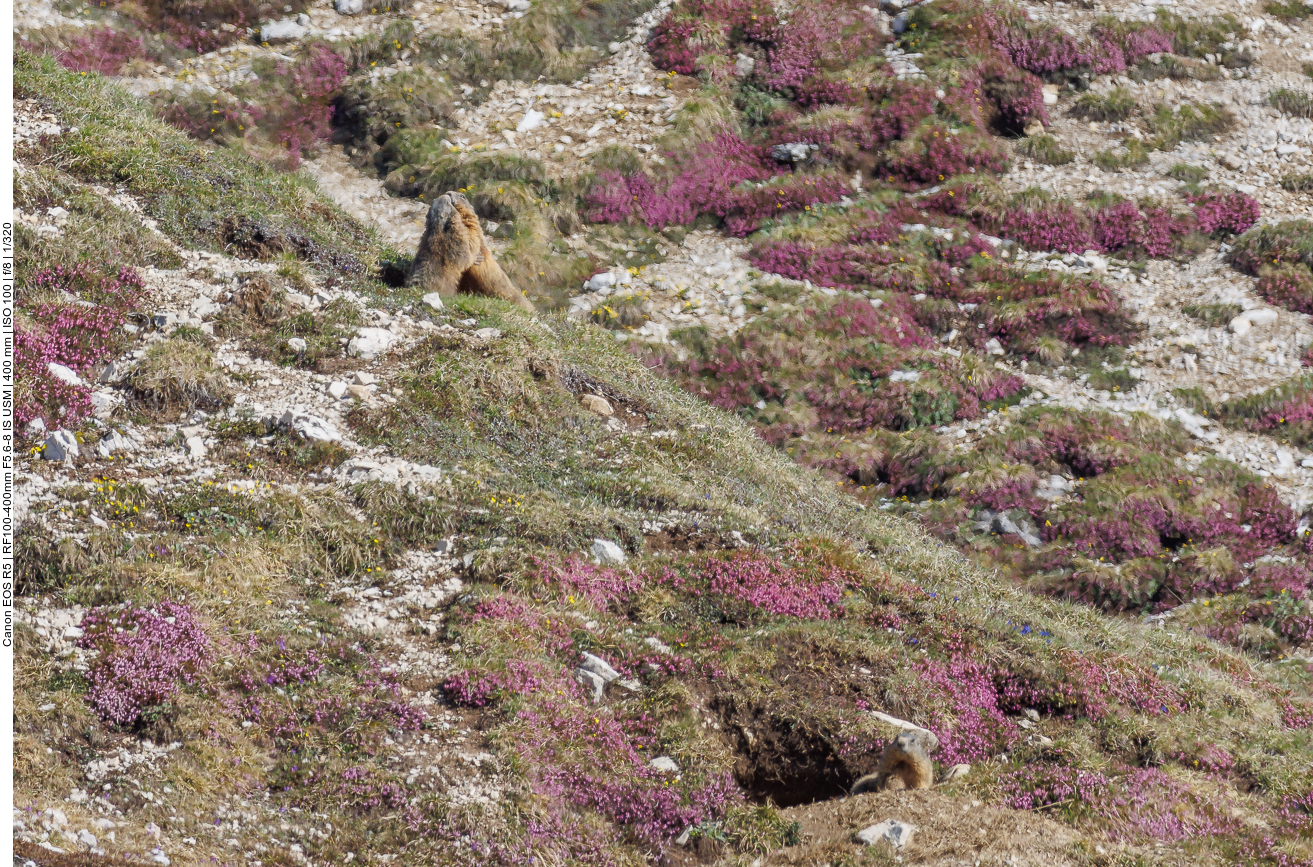 Murmeltiere an ihrem Bau 