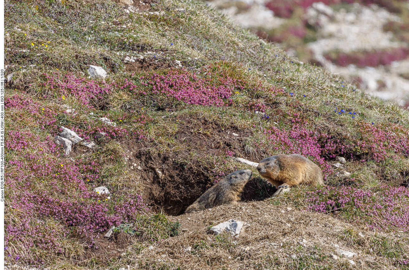 Richtig süß, oder? 