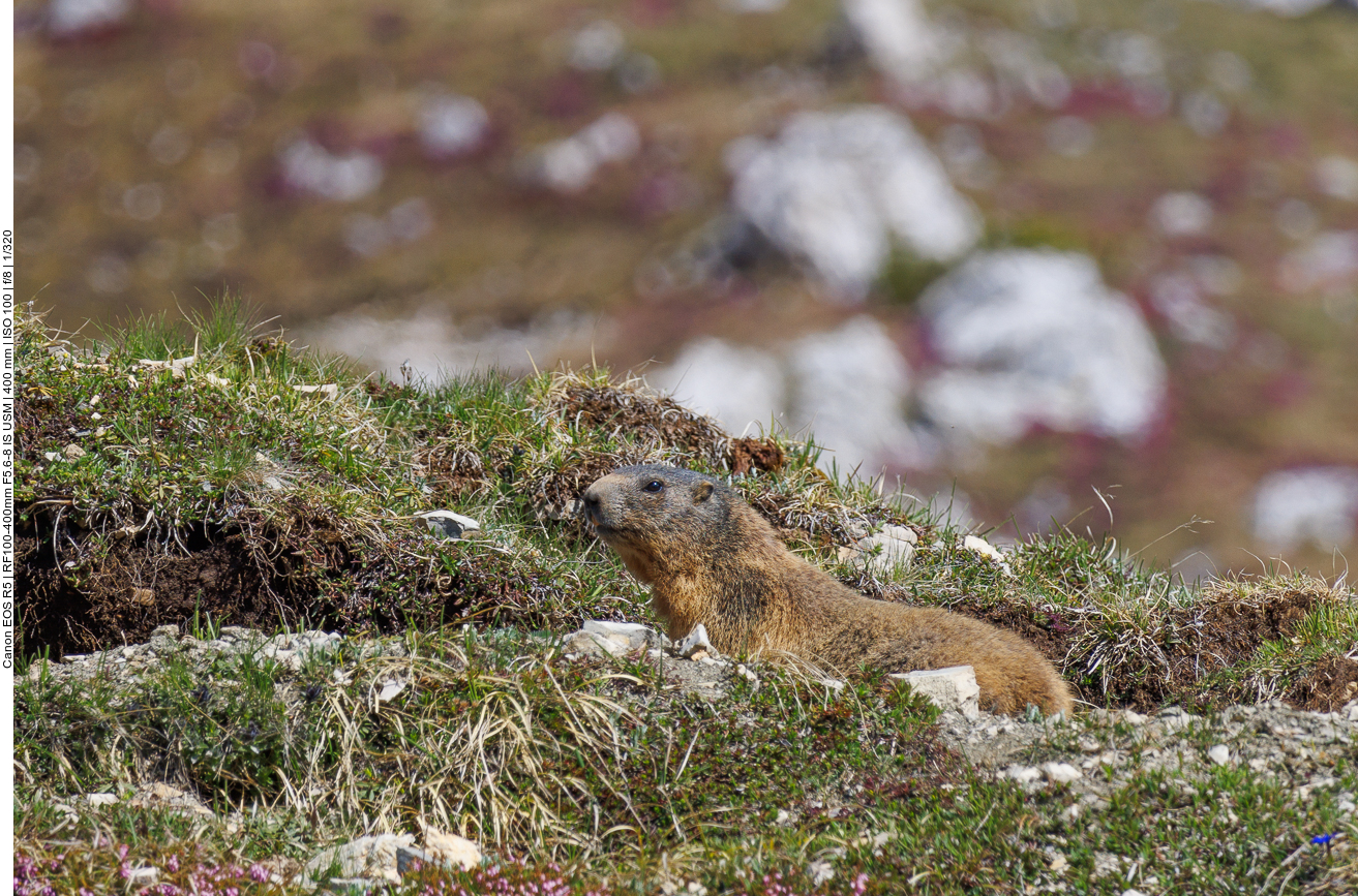 Na, wo ist der andere Murmel abgeblieben? 