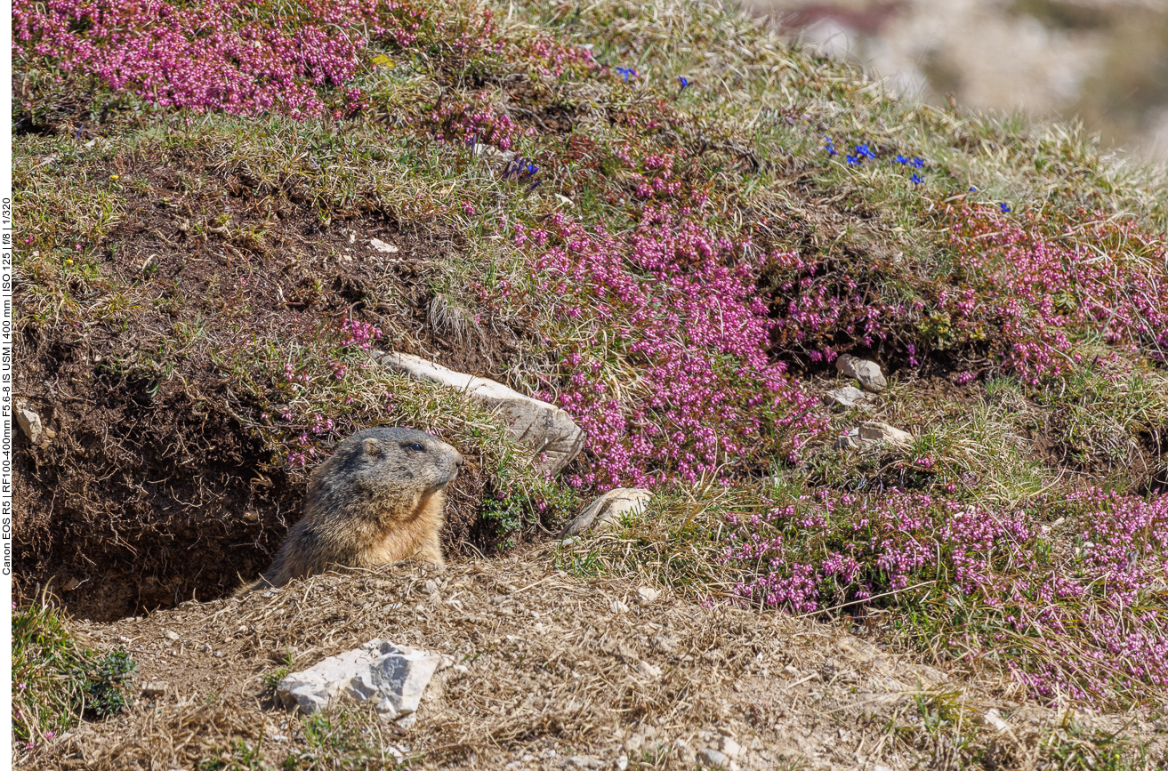Da schaut er aus dem Bau 