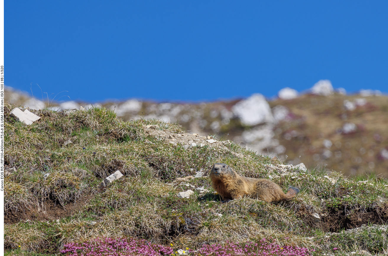Fressen und aufpassen 