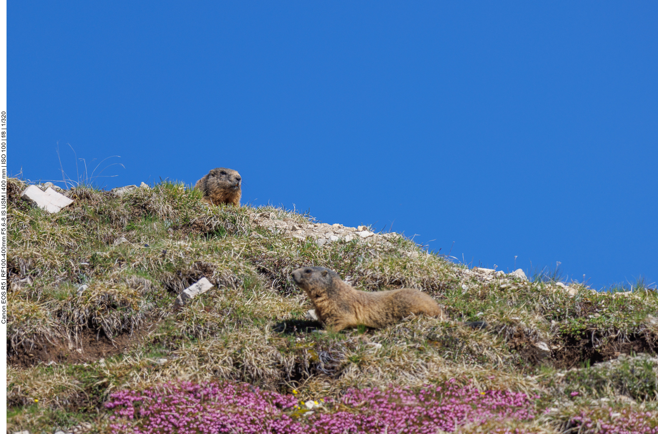 Wacht auf dem Hügel 