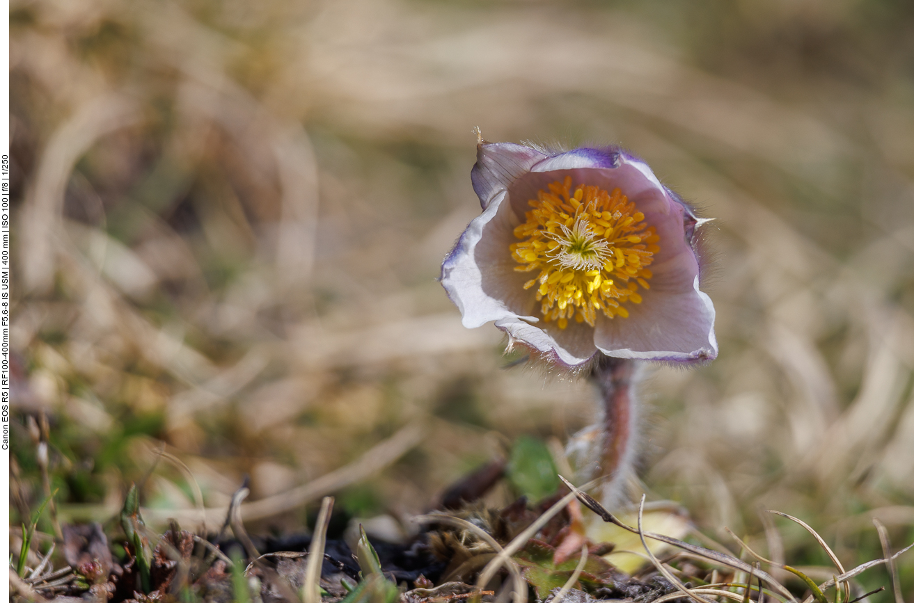Frühlings-Kuhschelle [Pulsatilla vernalis]