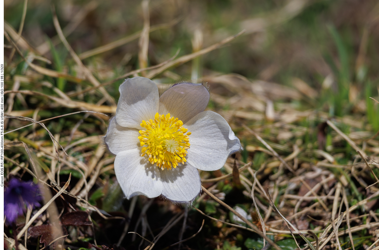 Frühlings-Kuhschelle [Pulsatilla vernalis]