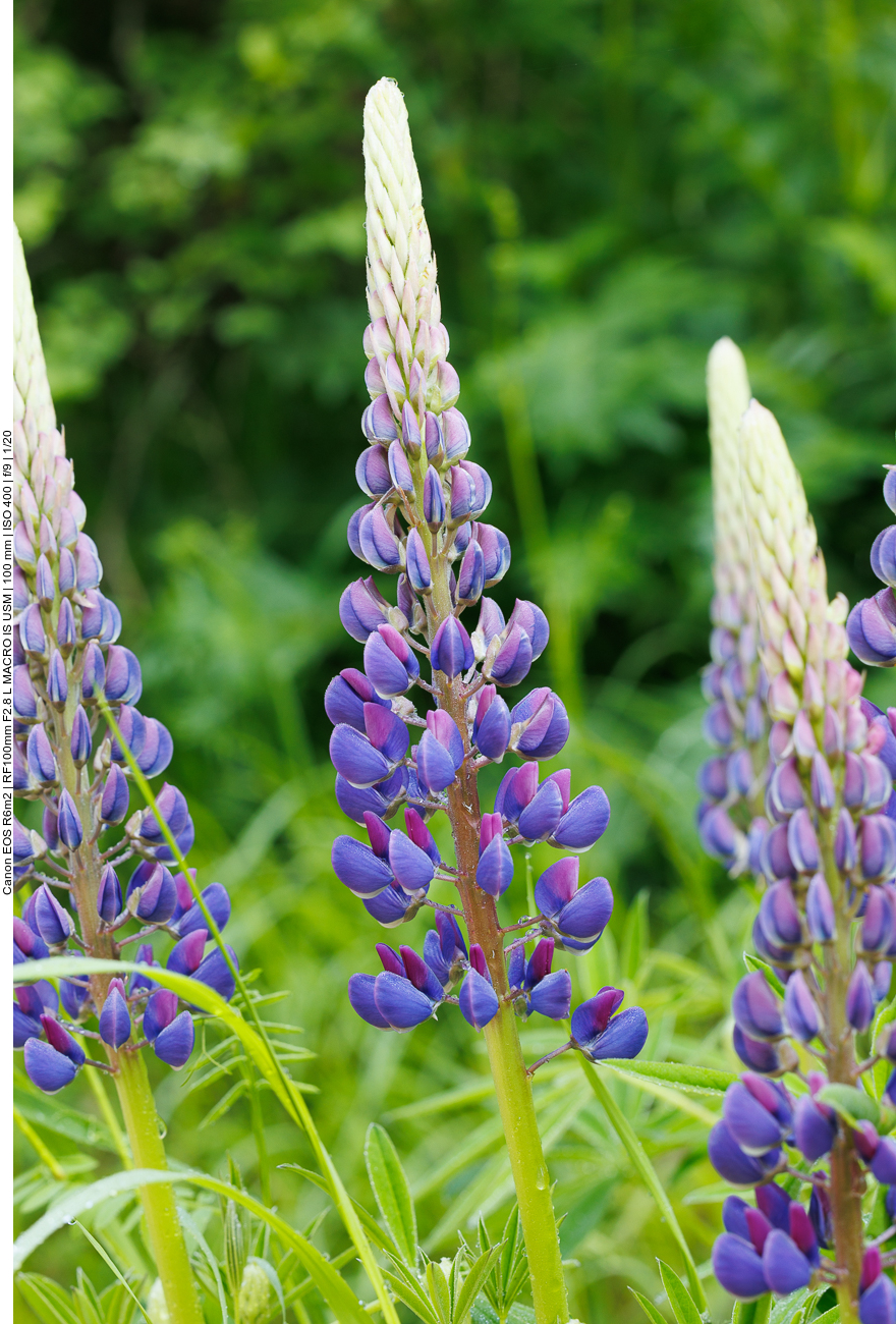 Garten Lupine [Lupinus polyphyllus] 
