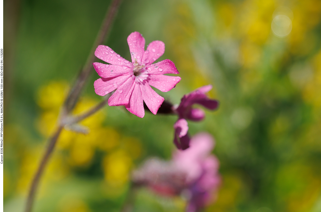 Rote Lichtnelke [Silene dioica]
