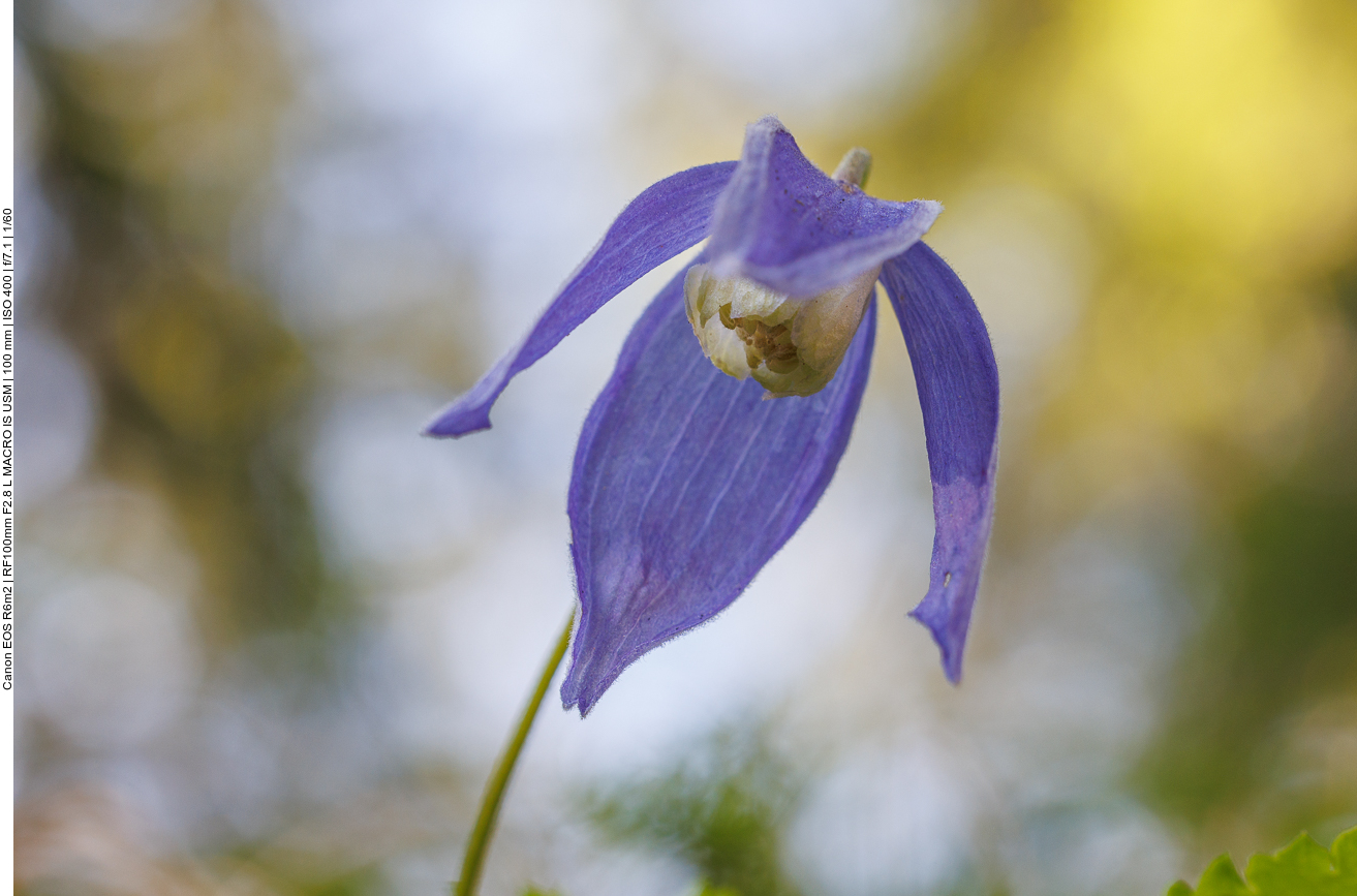 Alpenwaldrebe [Clematis alpine]