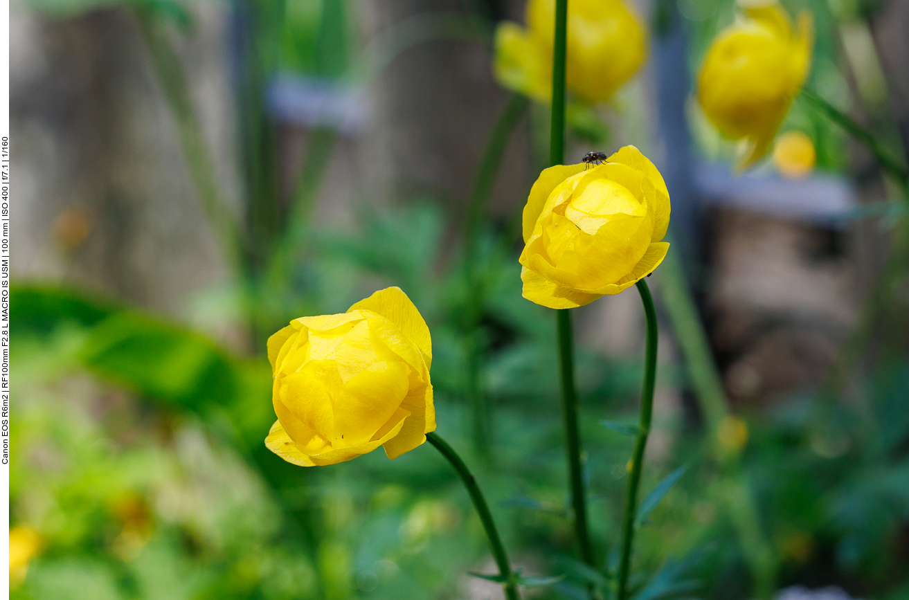 Trollblume [<em>Trollius europaeus</em>]