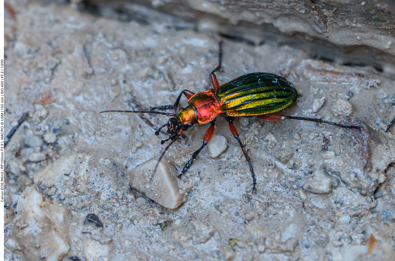 Goldlaufkäfer [Carabus auratus] 