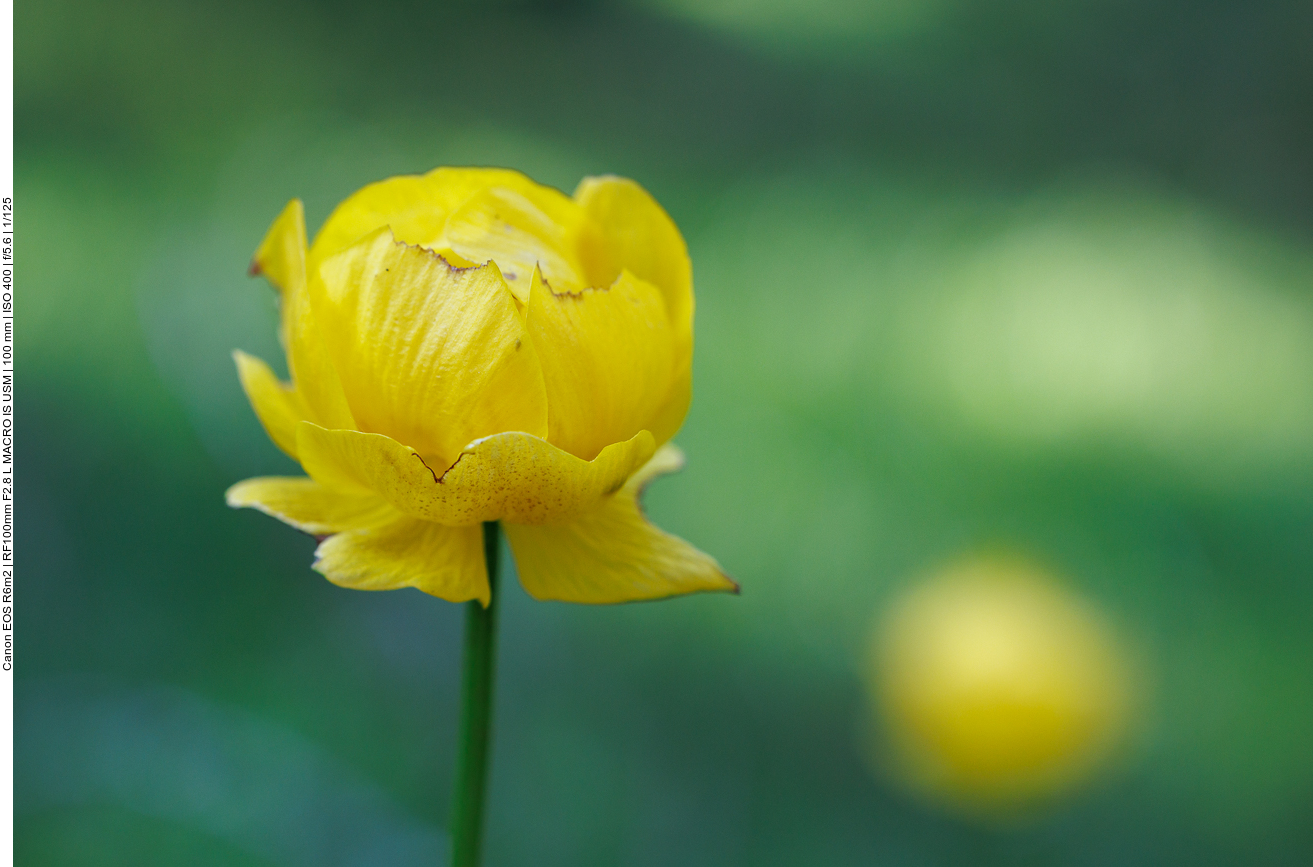 Trollblume [<em>Trollius europaeus</em>]