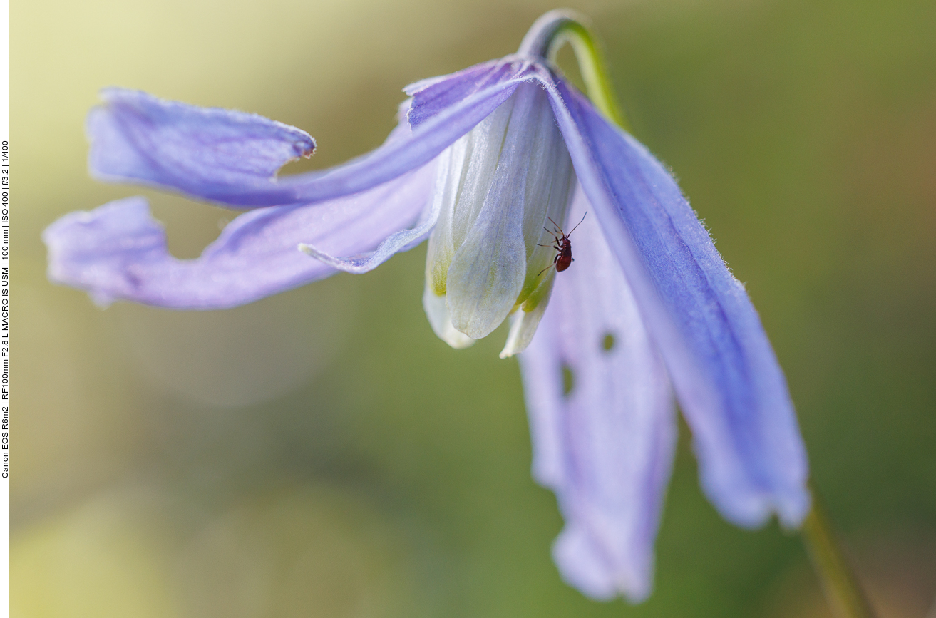 Alpenwaldrebe [Clematis alpina] mit Gastkäfer