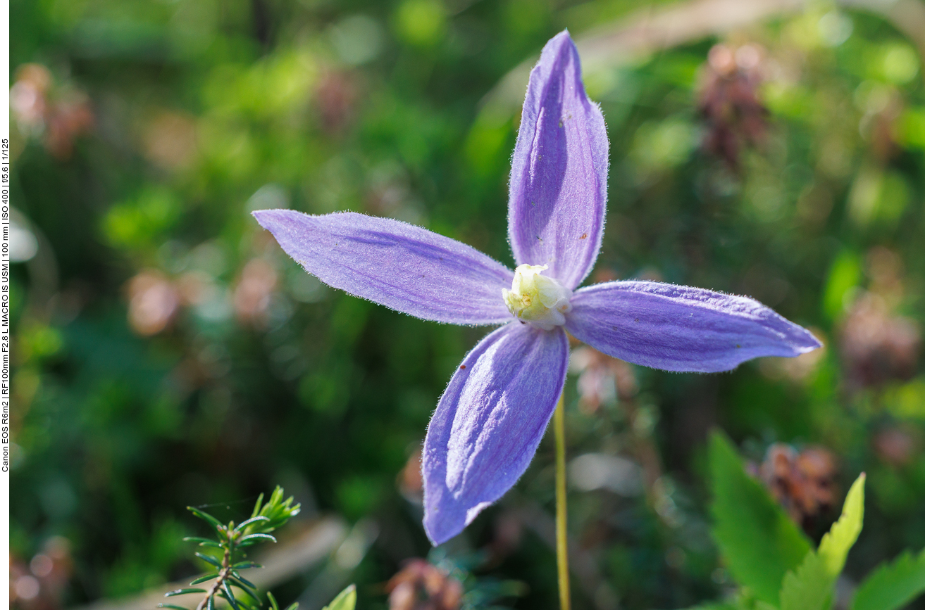 Alpenwaldrebe [Clematis alpina]