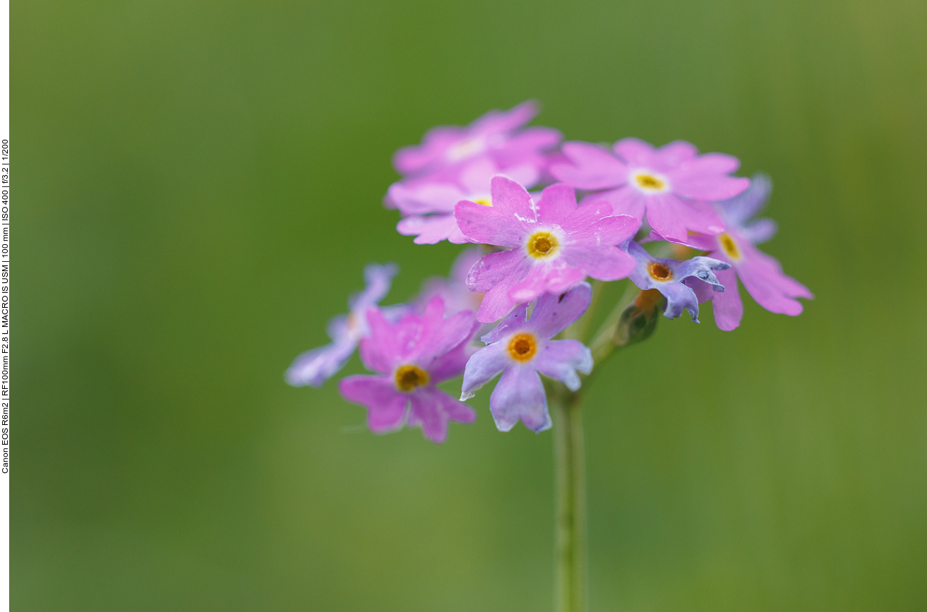 Mehlprimel [Primula farinosa]