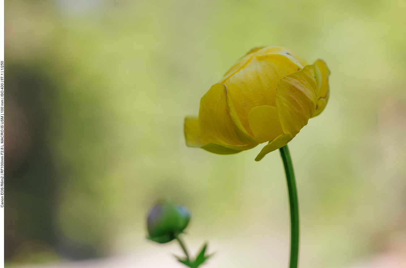 Trollblume [<em>Trollius europaeus</em>]