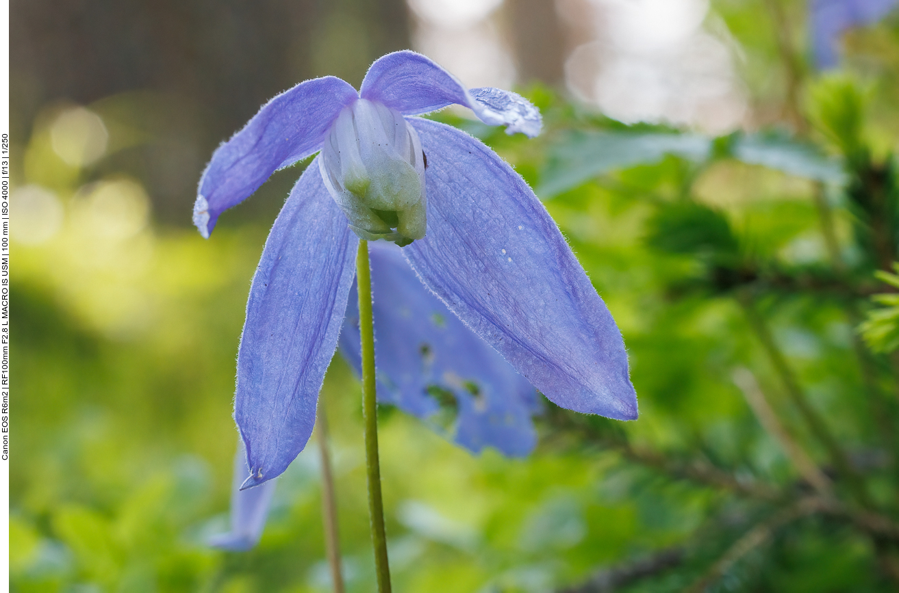 Alpenwaldrebe [Clematis alpina]