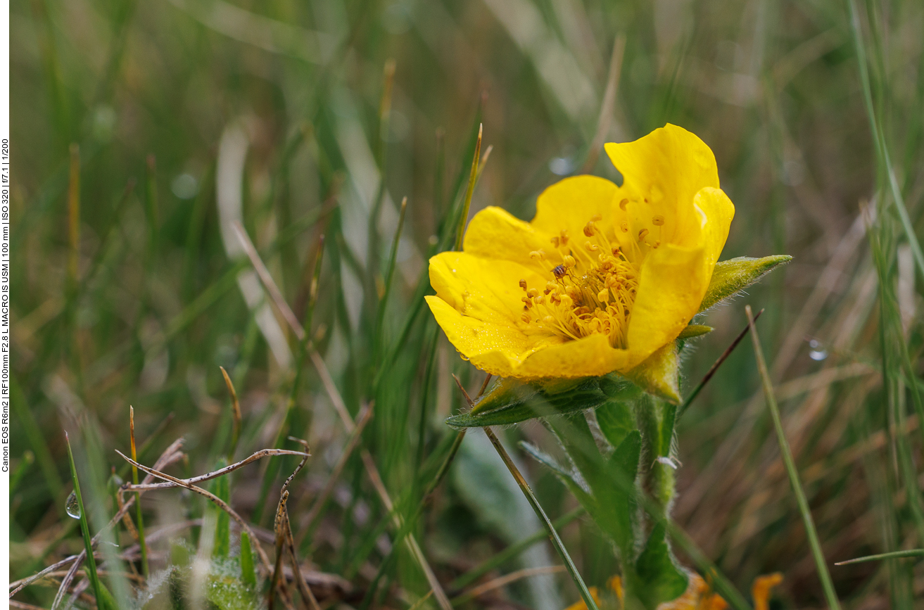 Berg-Nelkenwurz [Geum montanum] mit Gast