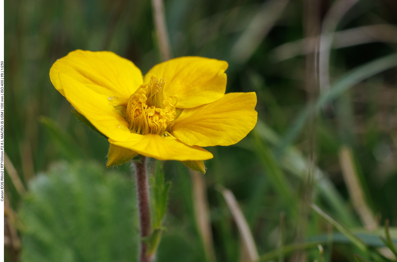 Wald-Nelkenwurz [Geum sylvaticum] 