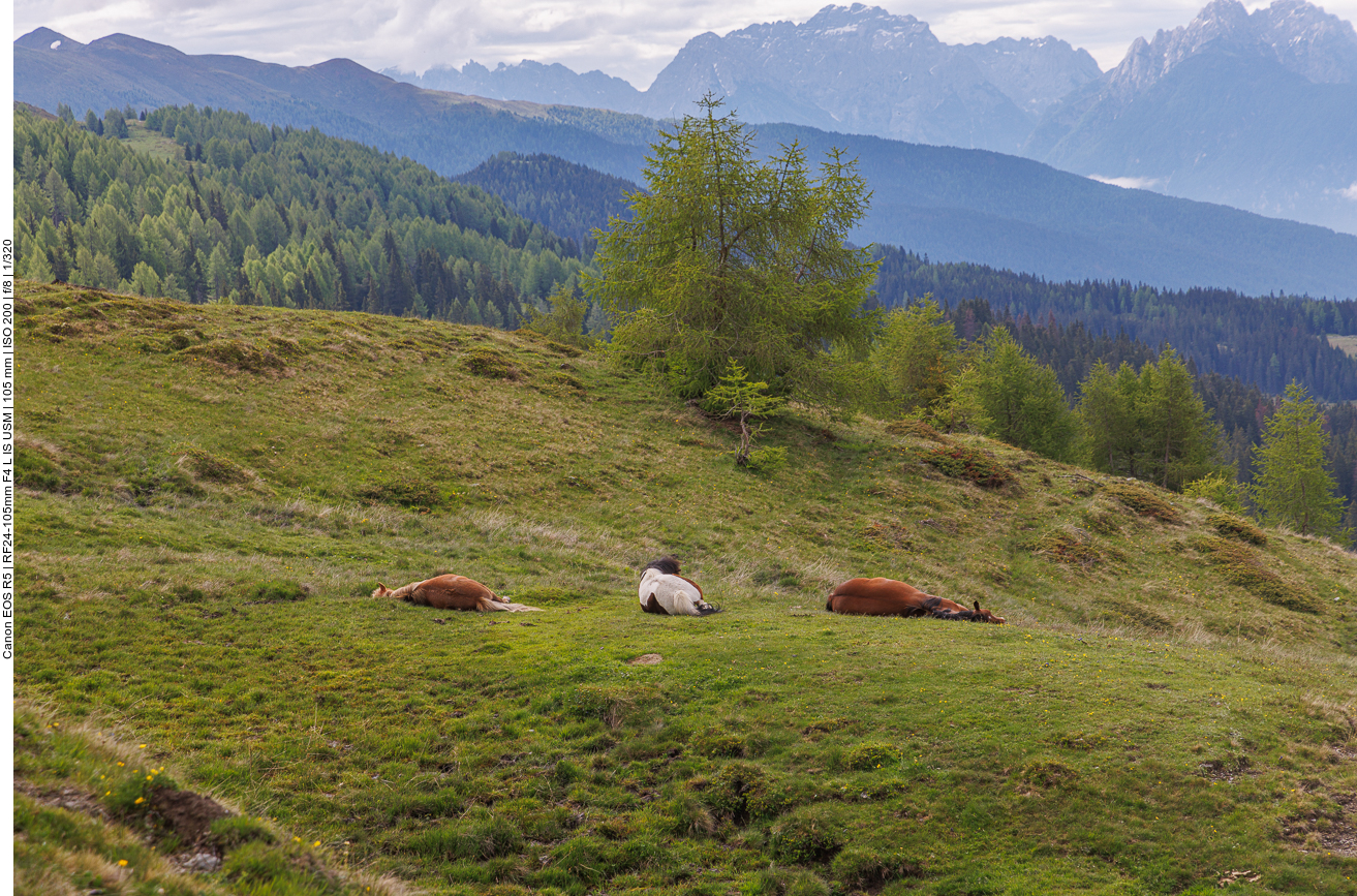 Schlafende Pferde ...