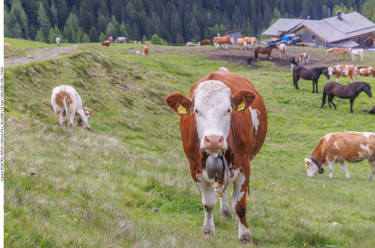 ... überall freilaufende Vierbeiner, die einen anstarren 