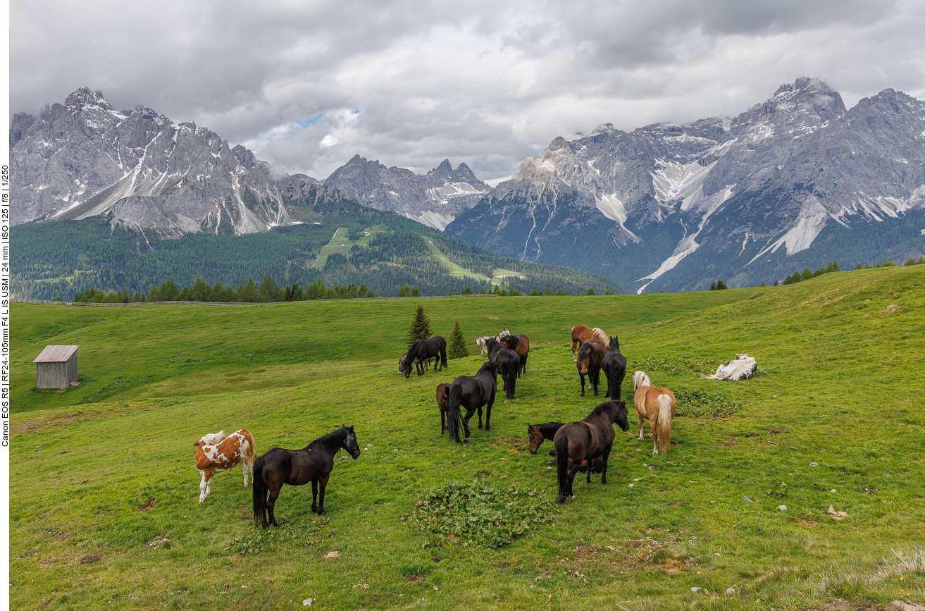 Pferdeweide mit Kühen 