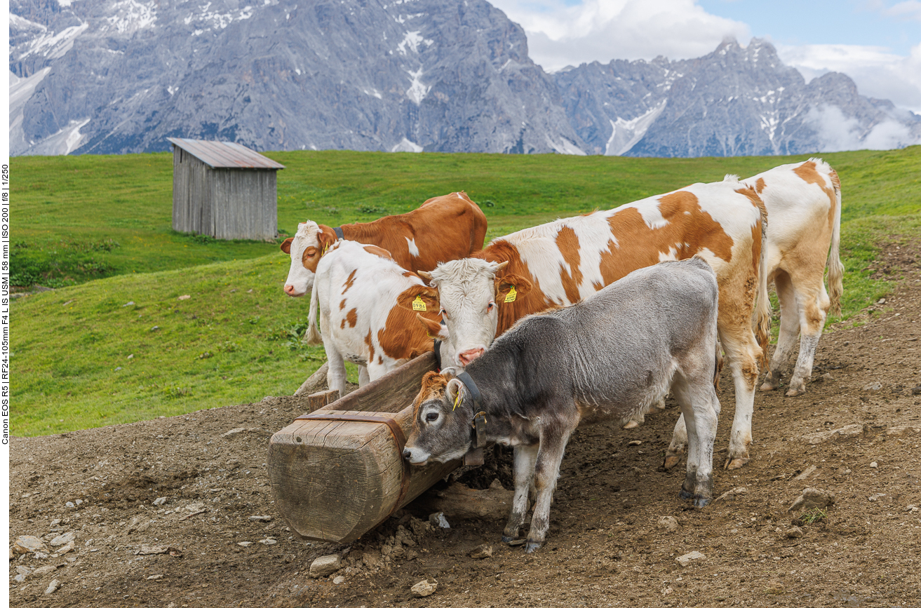 Das Kälbchen guckt ganz skeptisch 