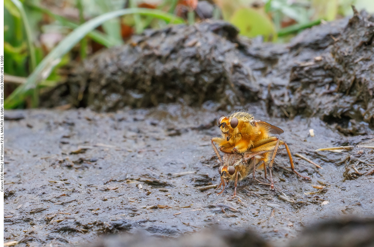 Gemeine Kotfliege [Scathophaga stercoraria] bei nicht ganz jugendfreier Tätigkeit ;-) 