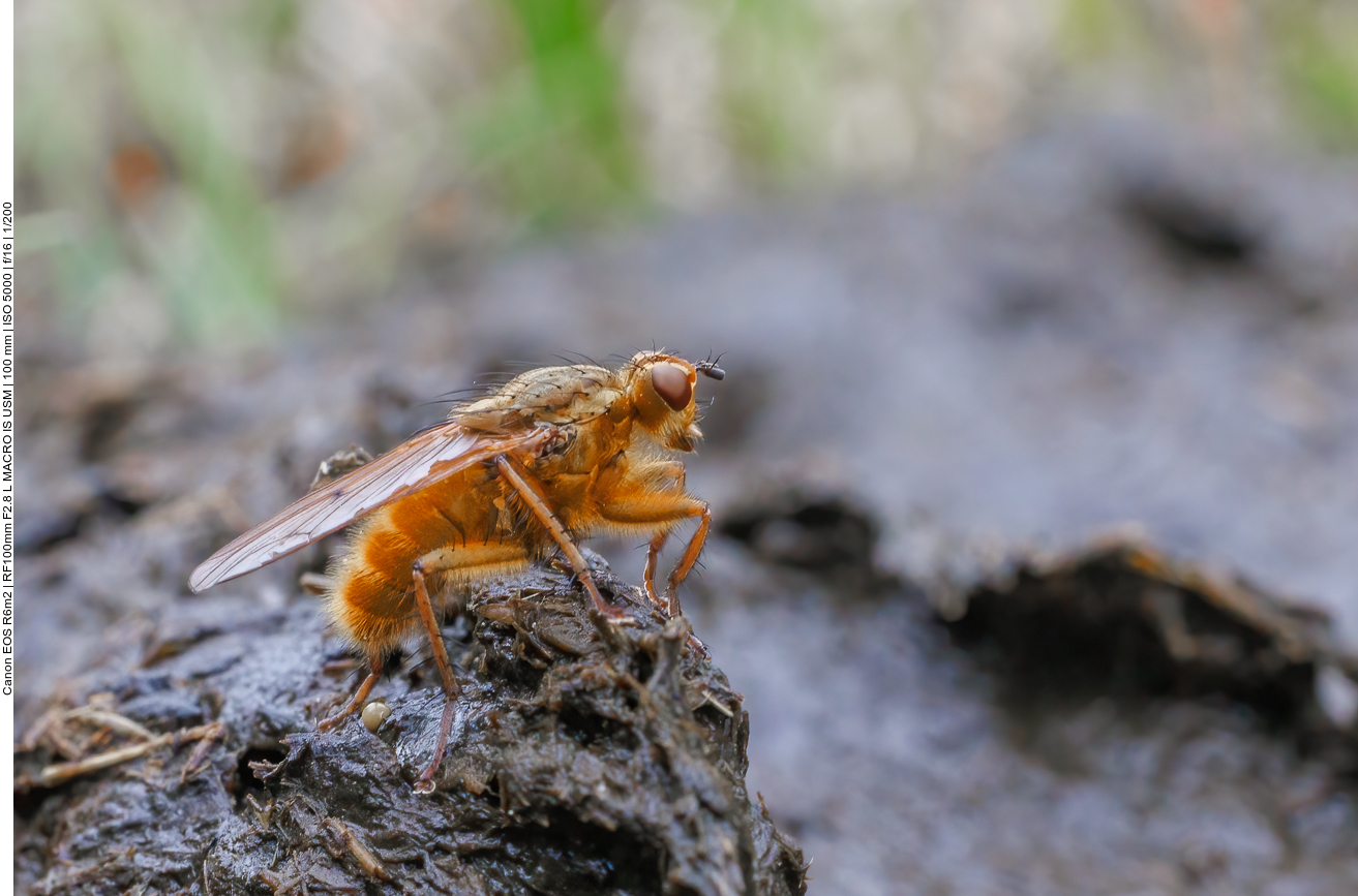 Gerade hat sie ein Ei in den Kuhdung gelegt