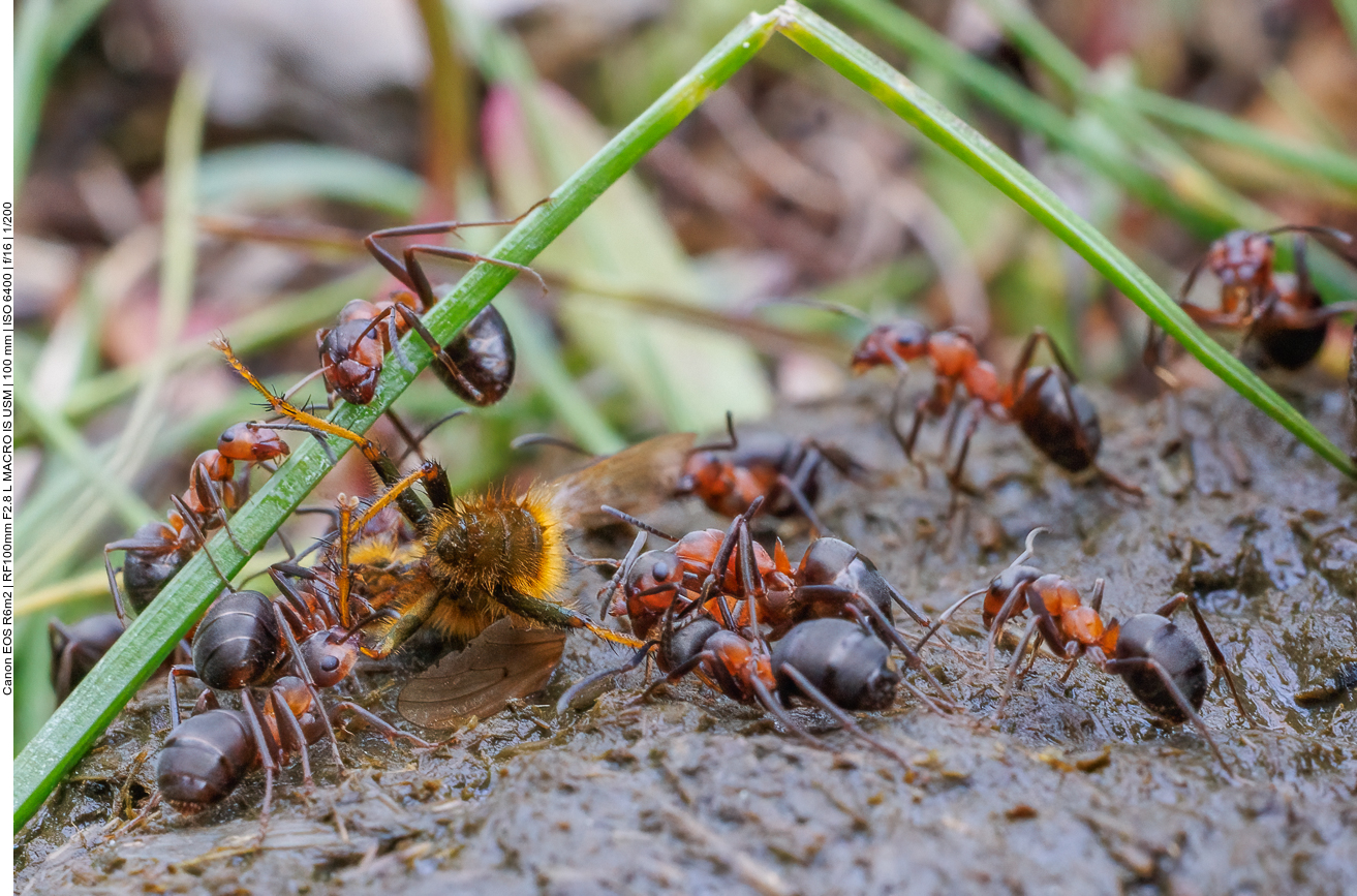 Ameisen haben eine Biene erlegt
