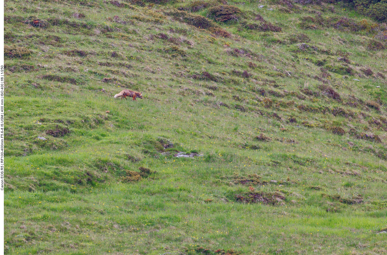 Gaaanz weit entfernt sehen wir einen Fuchs (Bild stark gecroppt)
