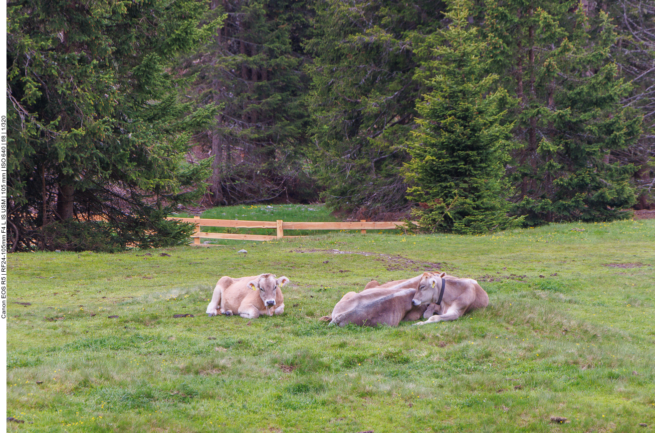 Schon wieder Tiere nach durchzechter Nacht ;-)