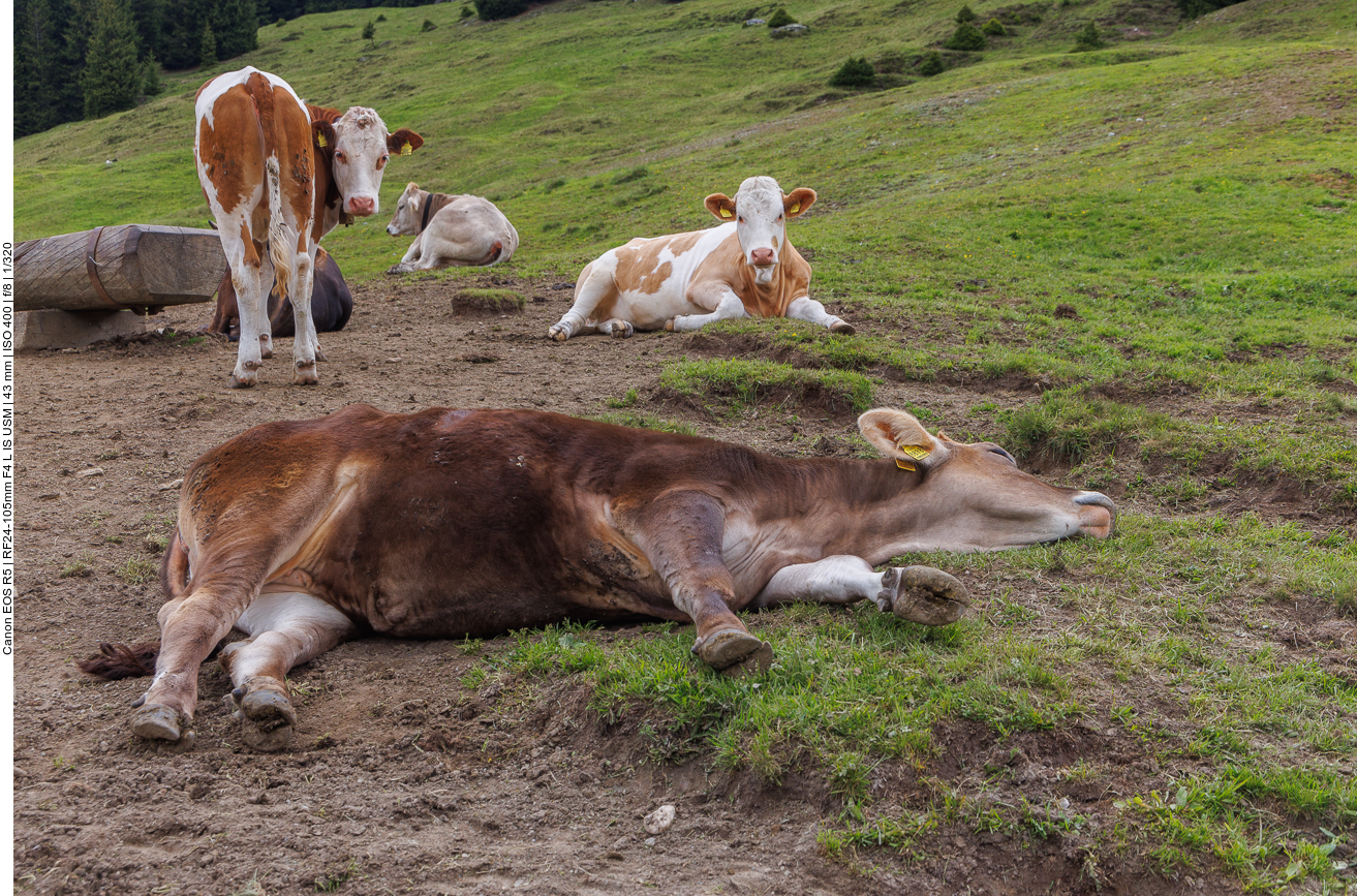 ... doch diese Wiederkäuer sind noch müde ;-)