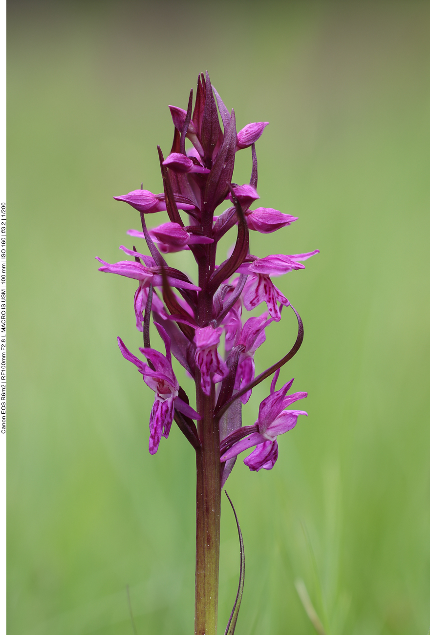Breitblättriges Knabenkraut [Dactylorhiza majalis]